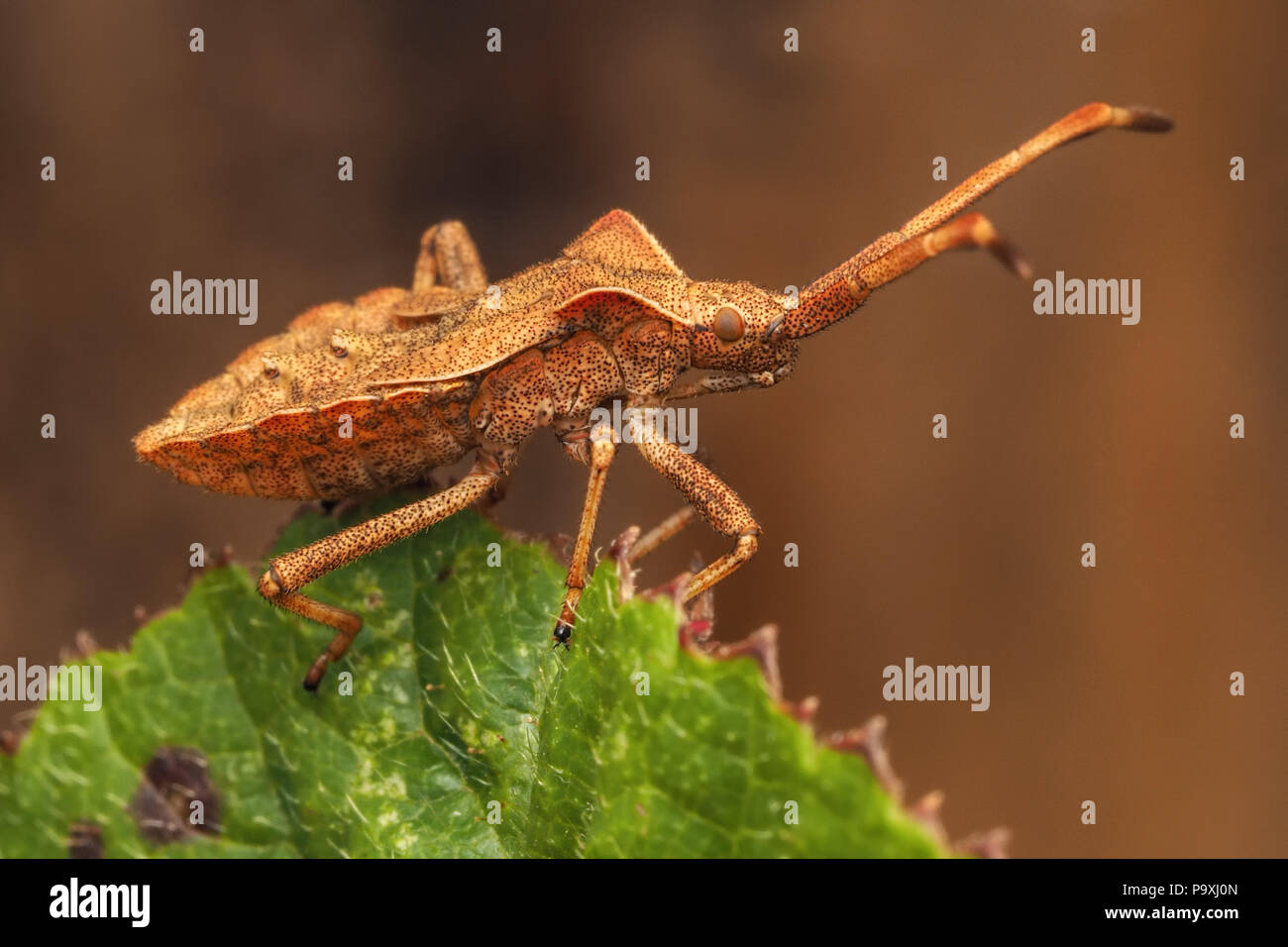 Dock Bug Nymphe (Coreus Marginatus) am Rande von dornbusch Blatt thront. Tipperary, Irland Stockfoto