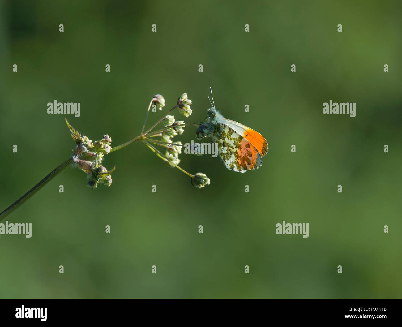 Anthocharis cardamines orange Spitze,, Schmetterling, über Kuh Petersilie, Anthriscus sylvestris, Lancashire, Großbritannien Stockfoto