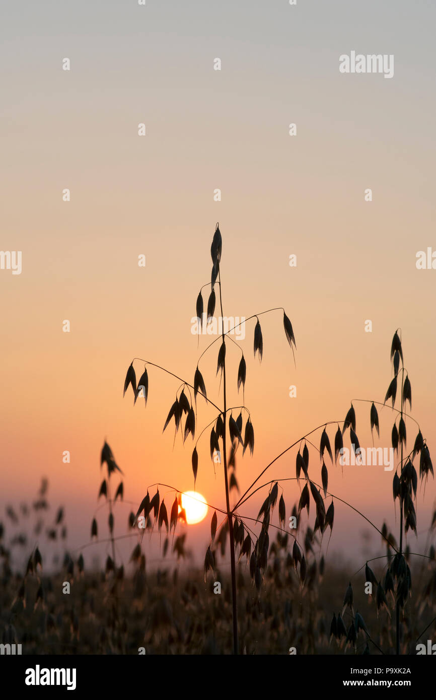 Avena Sativa. Hafer. Hafer Getreide in einem Feld bei Sonnenaufgang. Silhouette. Oxfordshire, UK Stockfoto