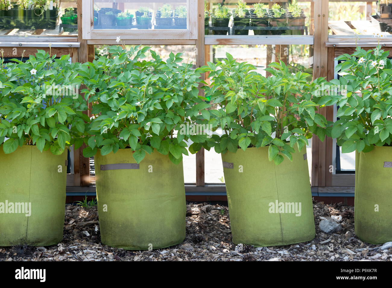 Solanum tuberosum. Wachsen Kartoffeln in Säcken zu wachsen. Großbritannien Stockfoto