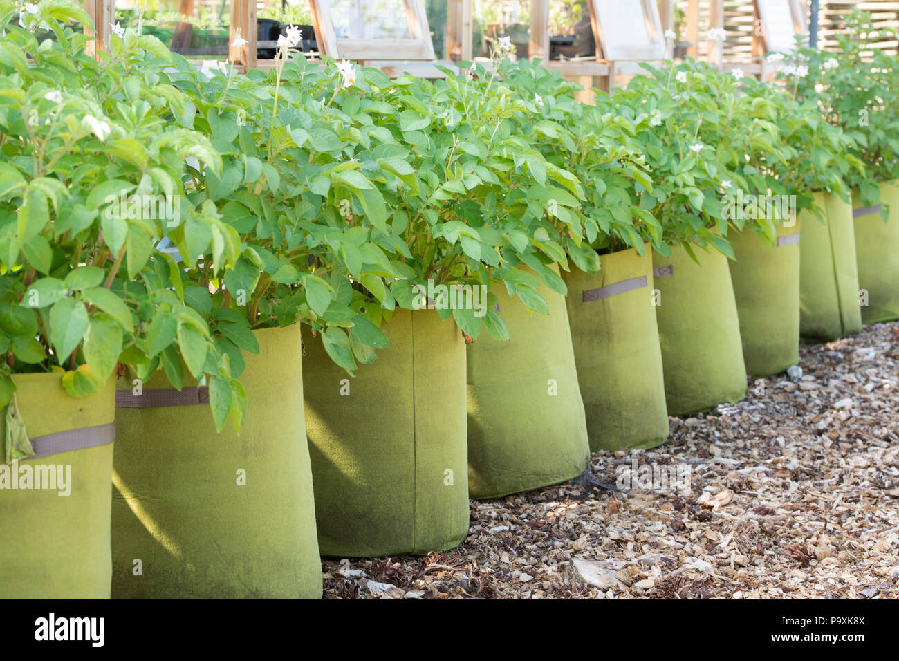 Solanum tuberosum. Wachsen Kartoffeln in Säcken zu wachsen. Großbritannien Stockfoto