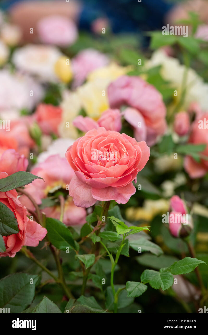 Rosa 'Summer Song'. Englisch Strauch Rose Stockfoto