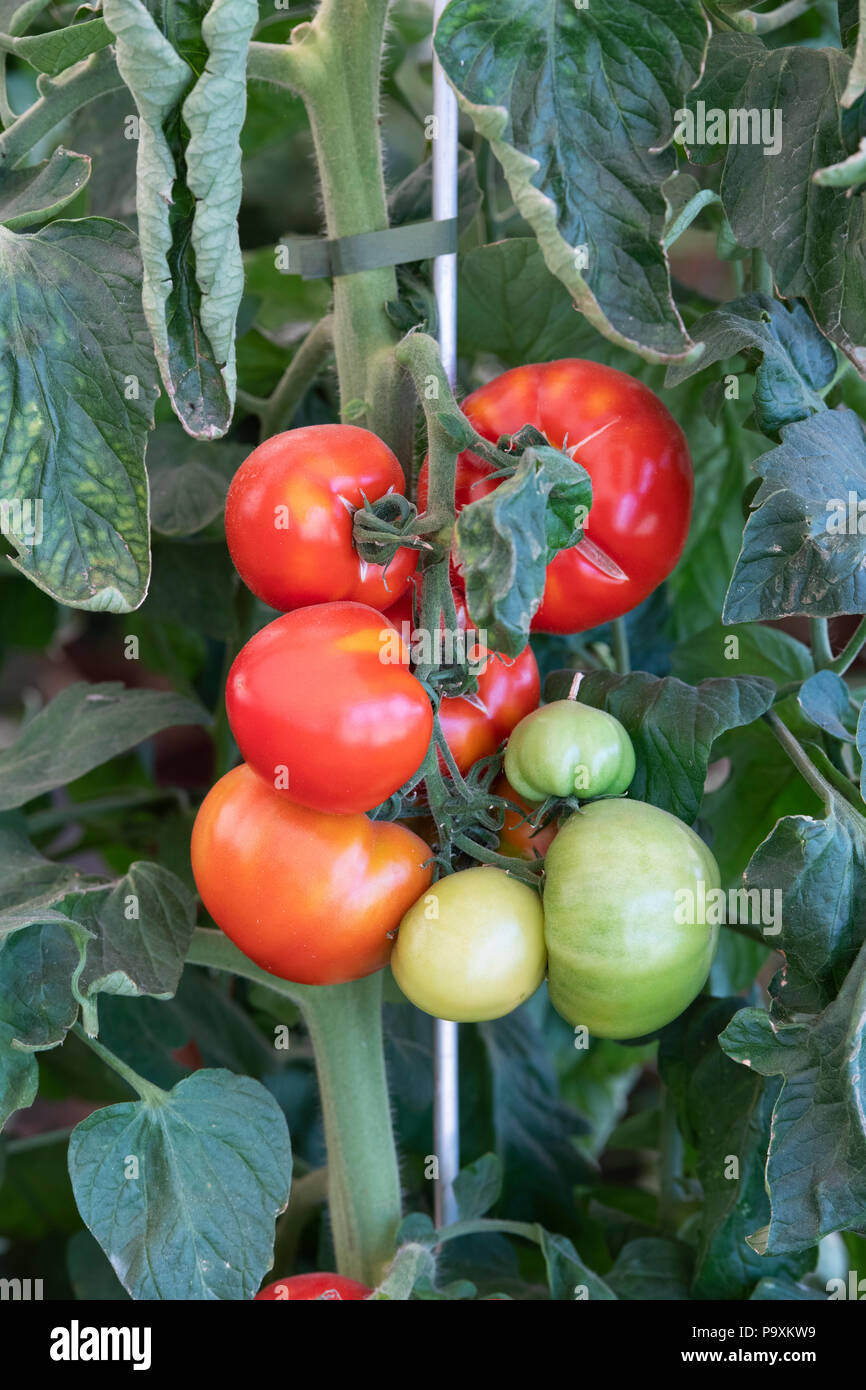 Solanum Lycopersicum. Tomate 'Oh Happy Day' Anlage mit Reife und Unreife Tomaten. Großbritannien Stockfoto
