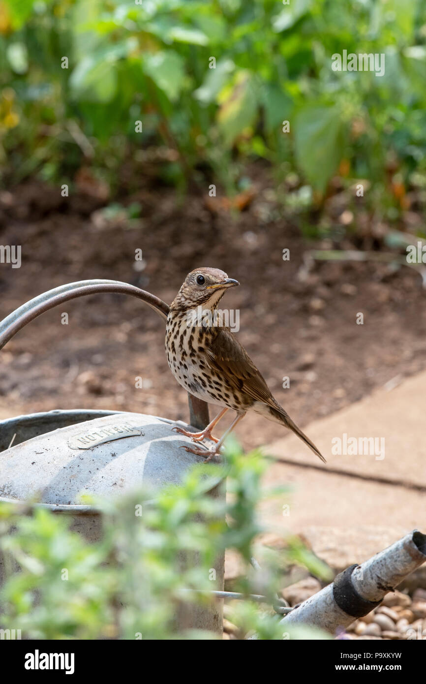 Turdus philomelos. Singdrossel auf einem gartenbewässerung kann in einen englischen Garten. Großbritannien Stockfoto