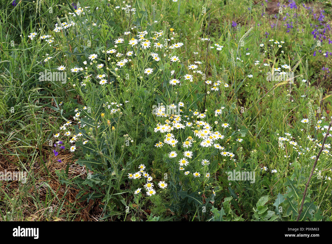 Blühende schöne Kamille auf dem Feld Stockfoto