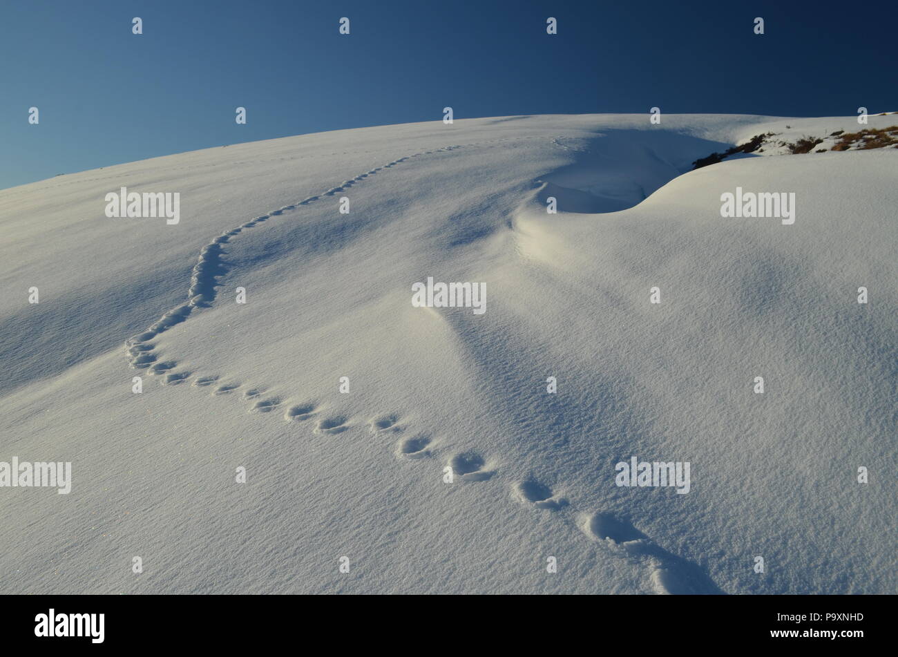 Eine Spur von fußabdrücken über eine tiefe Schneeverwehungen auf einem Hügel in den schottischen Highlands Stockfoto