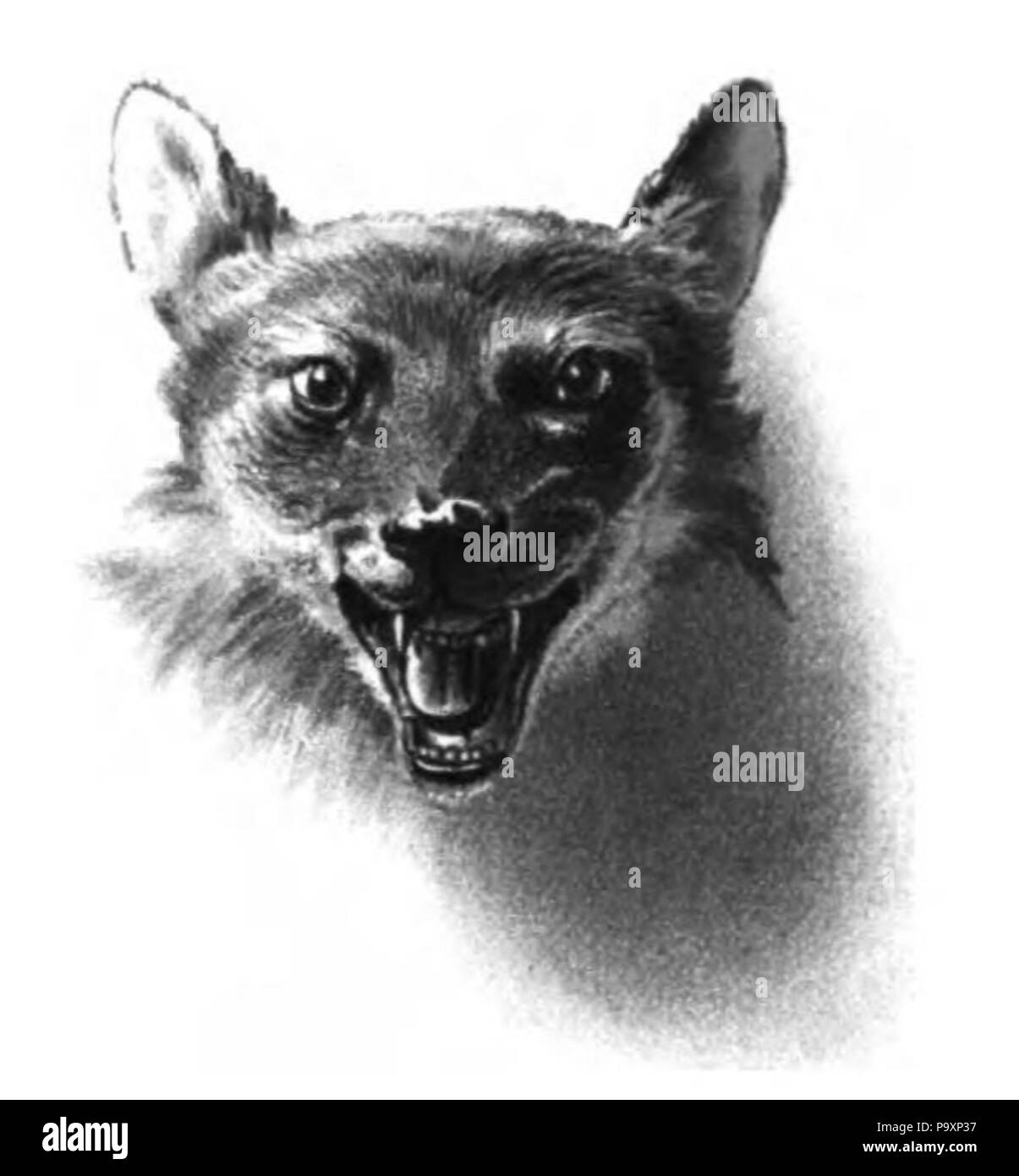 530 Dhole Gesicht Stockfoto