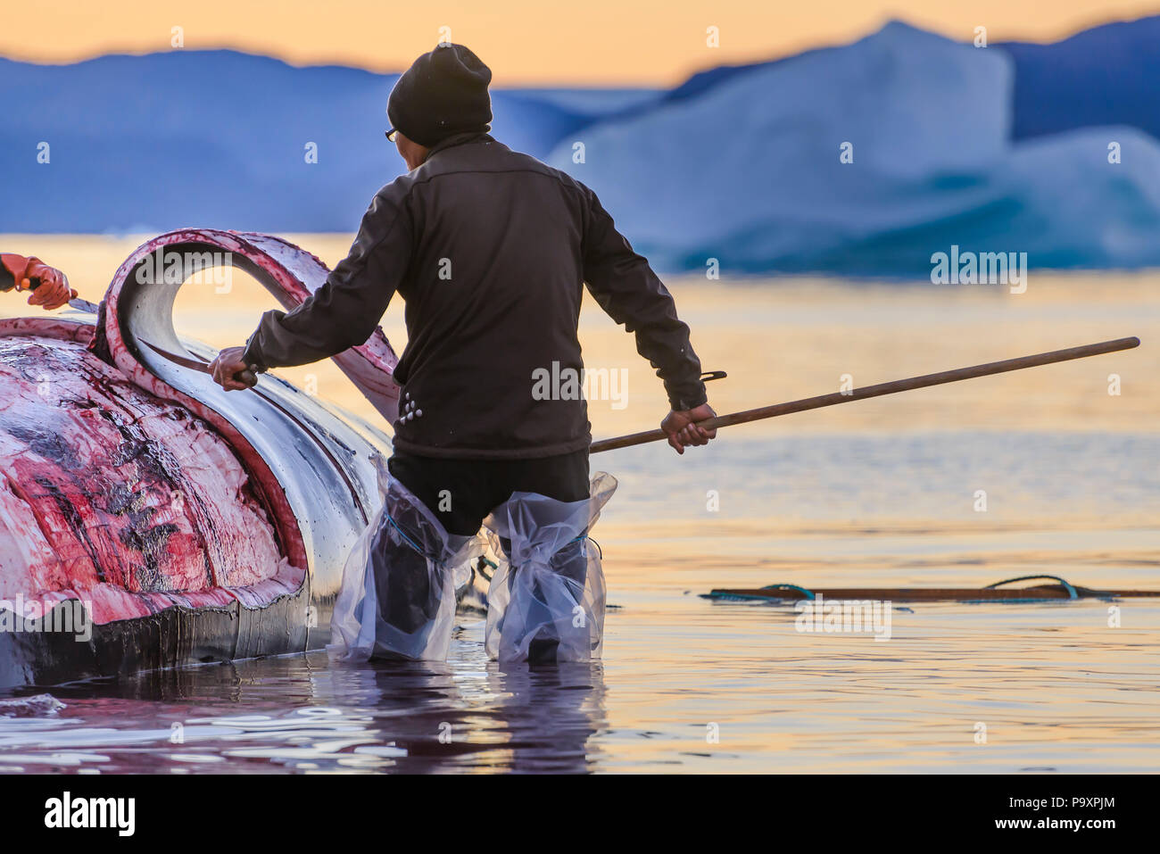 Professionelle Jäger in einen Wal für den lokalen Markt von Grönland getötet. Die Quoten sind in der Anwendung und diese Jagden sind von der Regierung reguliert Stockfoto