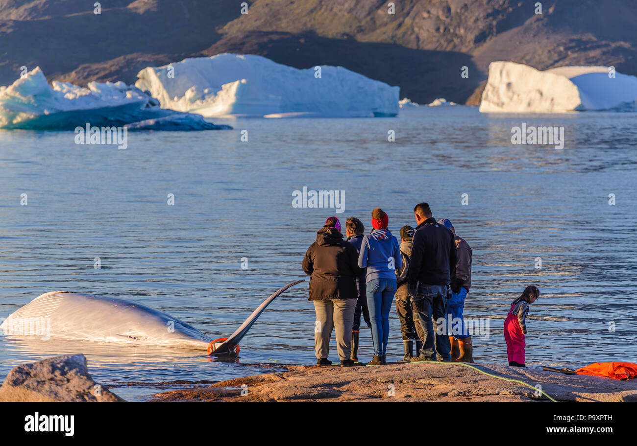 Professionelle Jäger in einen Wal für den lokalen Markt von Grönland getötet. Die Quoten sind in der Anwendung und diese Jagden sind von der Regierung reguliert Stockfoto