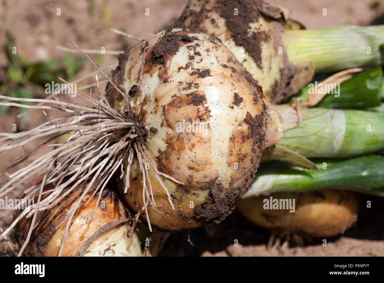Vom Boden aus den Bereichen der Kopf einer neuen Zwiebel Ernte während der Ernte von landwirtschaftlichen Kulturen, closeup zerrissen Stockfoto