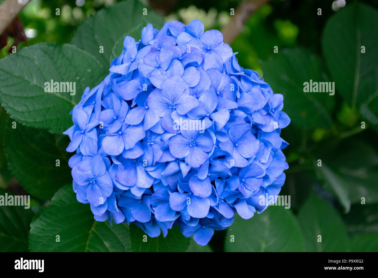 Blaue Hortensie Close-up Makro Stockfoto