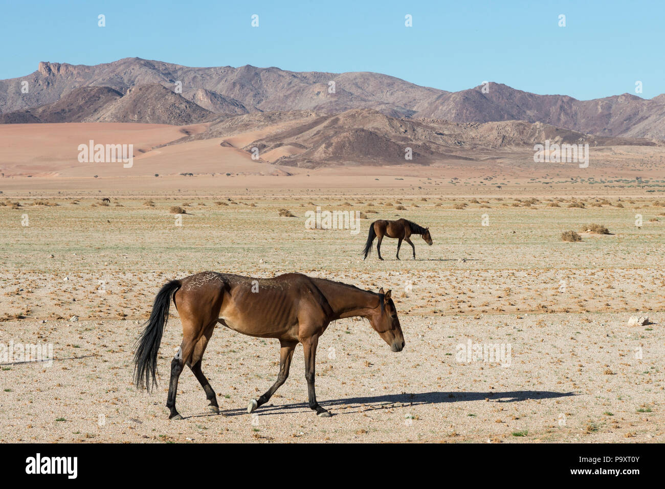 Wilde Pferde, Australien, Namibia, Februar 2017 Stockfoto
