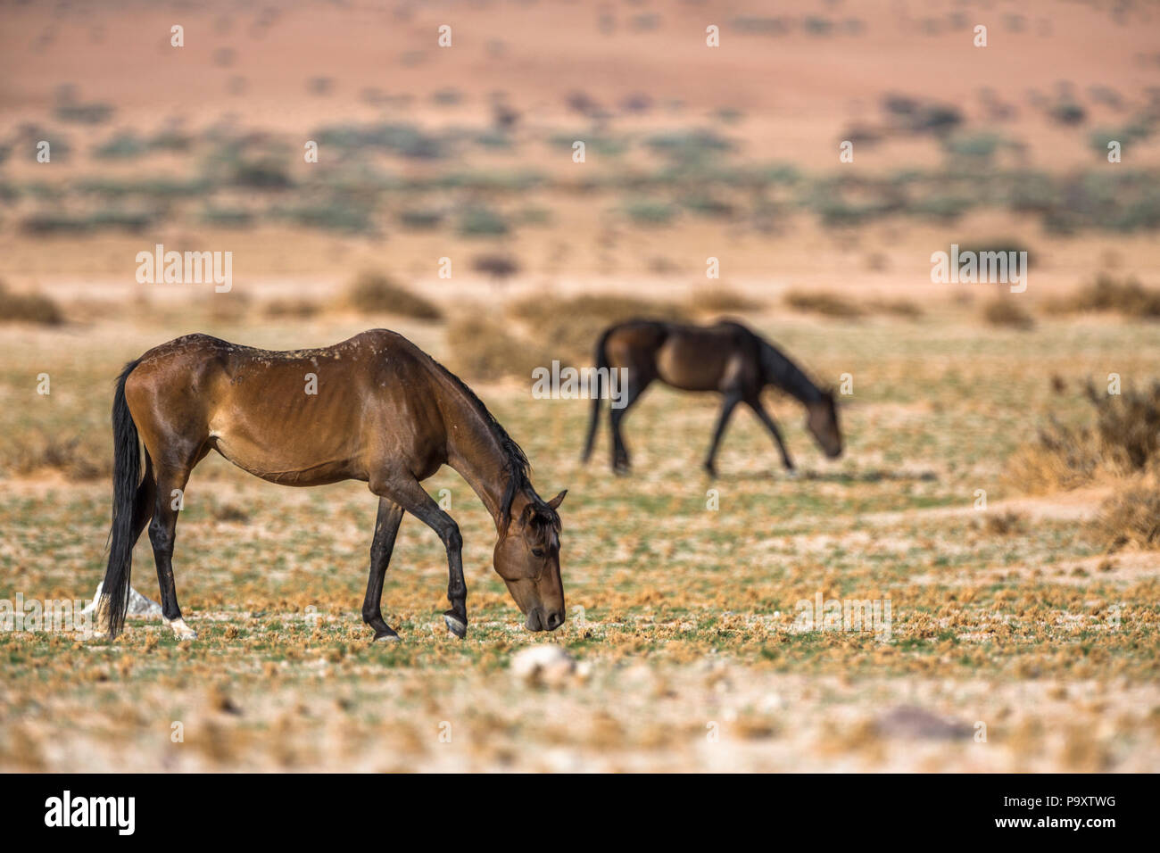 Wilde Pferde, Australien, Namibia, Stockfoto