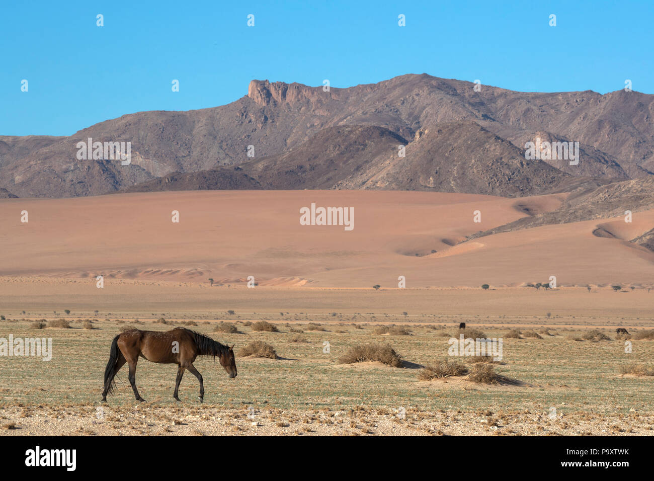 Wild Horse, Australien, Namibia Stockfoto