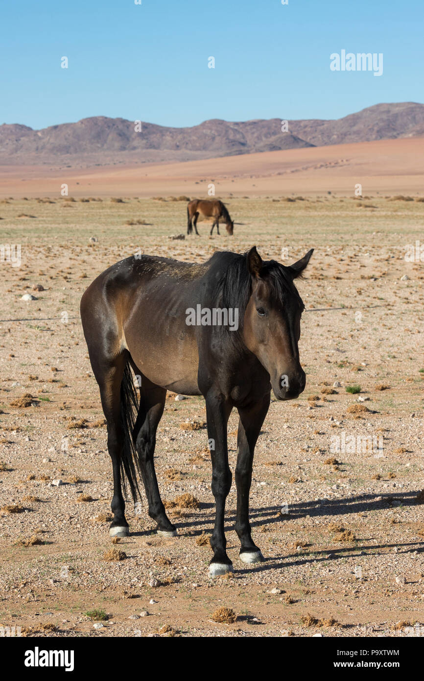 Wilde Pferde, Australien, Namibia, Stockfoto