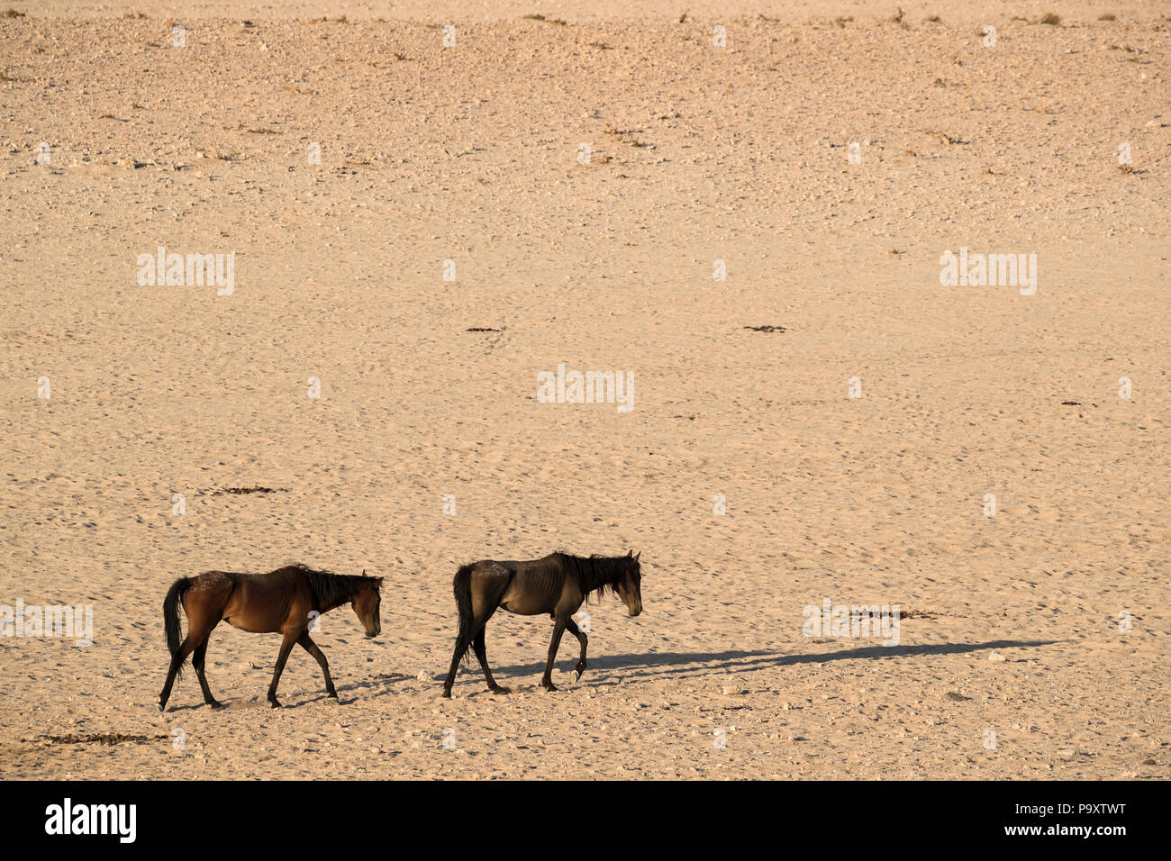 Wilde Pferde, Australien, Namibia, Stockfoto