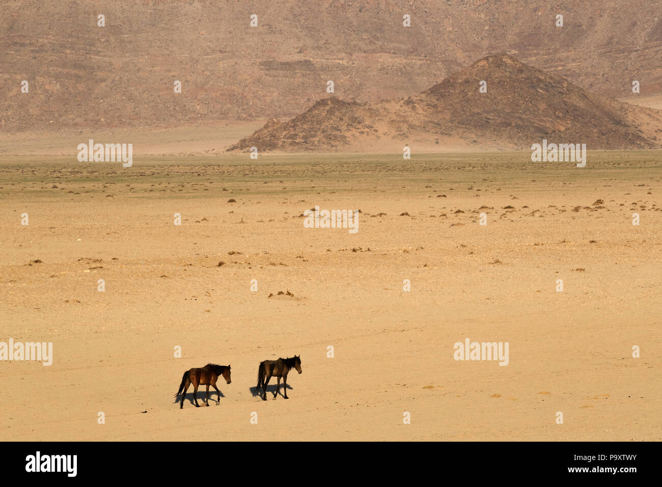 Wilde Pferde, Australien, Namibia, Stockfoto