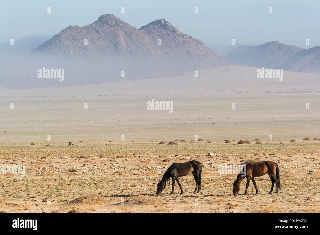 Wilde Pferde, Australien, Namibia, Stockfoto