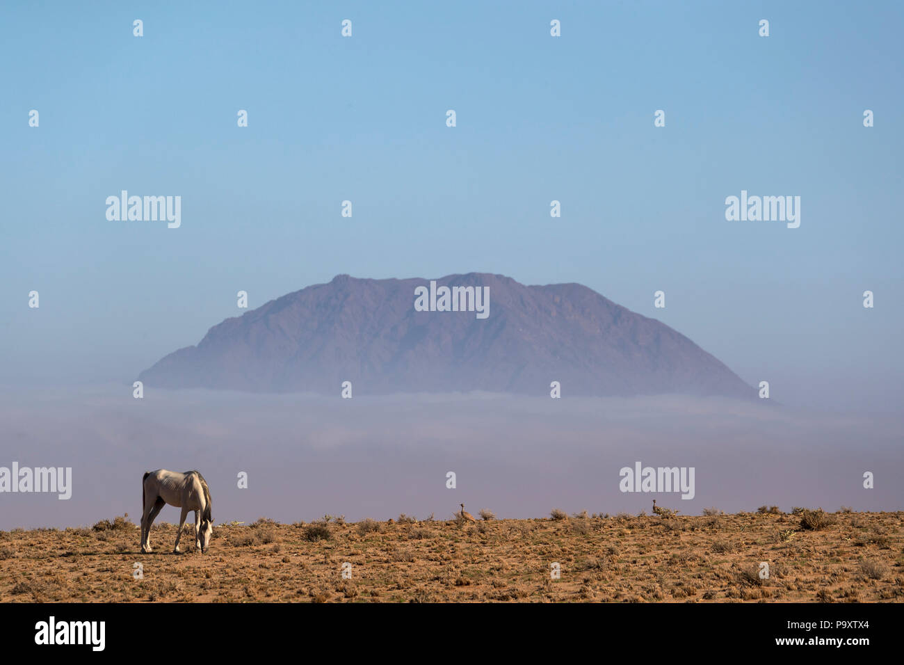 Wild Horse, Australien, Namibia Stockfoto