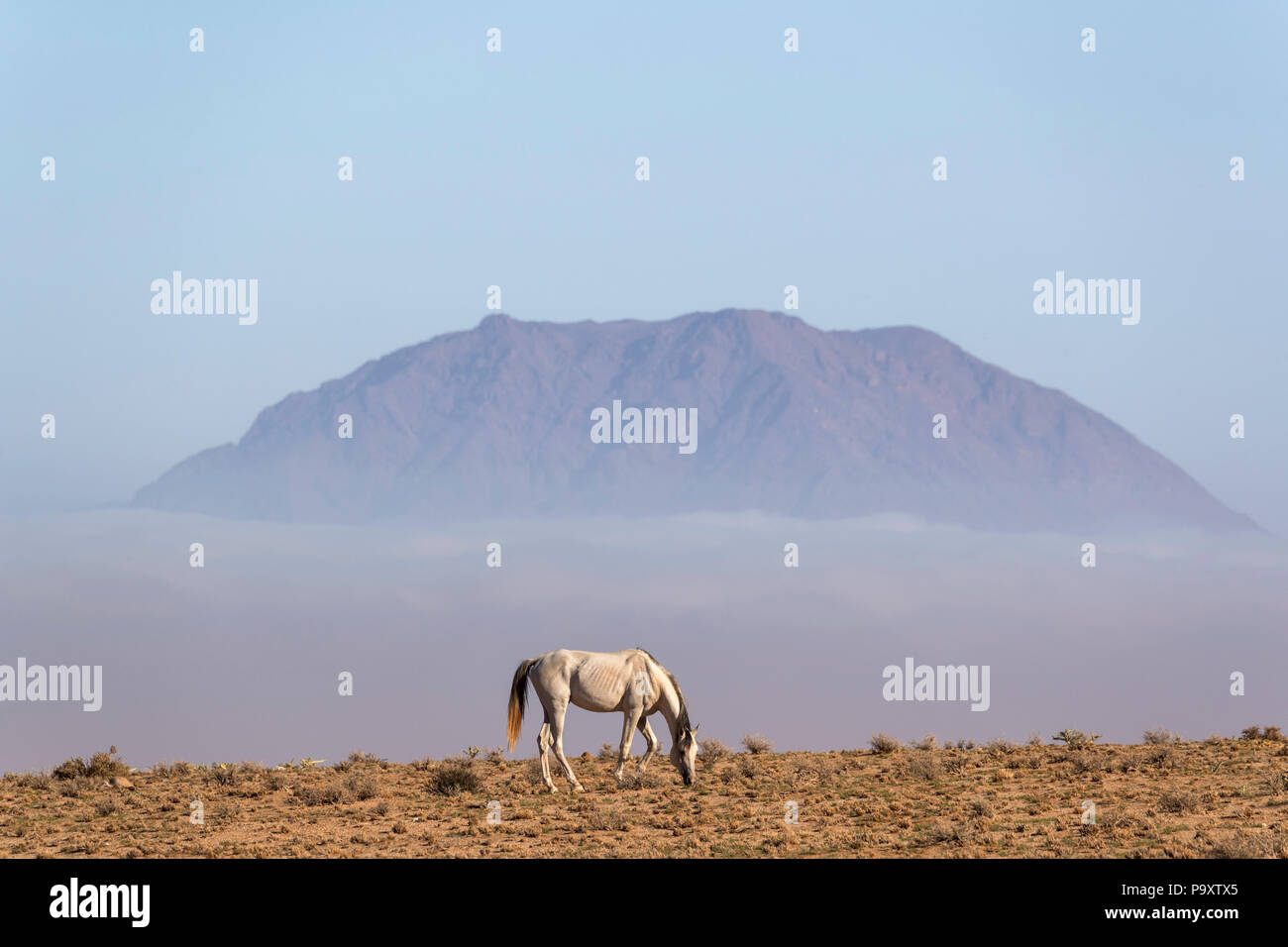 Wild Horse, Australien, Namibia, Stockfoto