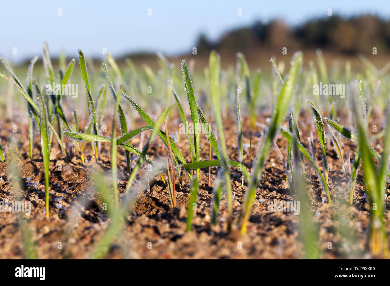Schmelzende Eiskristalle und Frost auf junge grüne Triebe von Weizen in der Wintersaison, landwirtschaftliche Gebiet im sonnigen klares Wetter, morgen Stockfoto