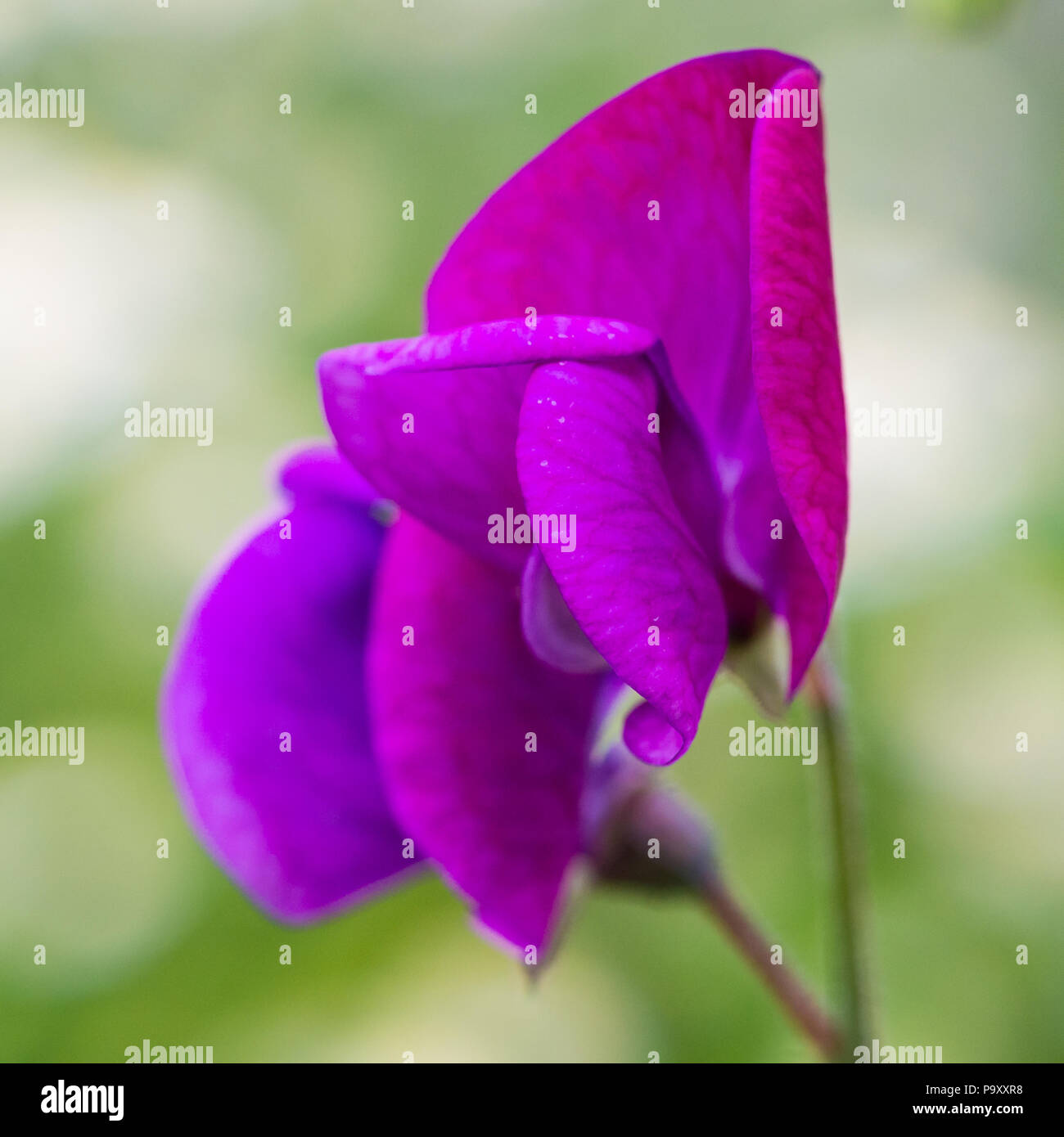 Ein Makro geschossen von Sweet pea Pink Pearl Blüten. Stockfoto
