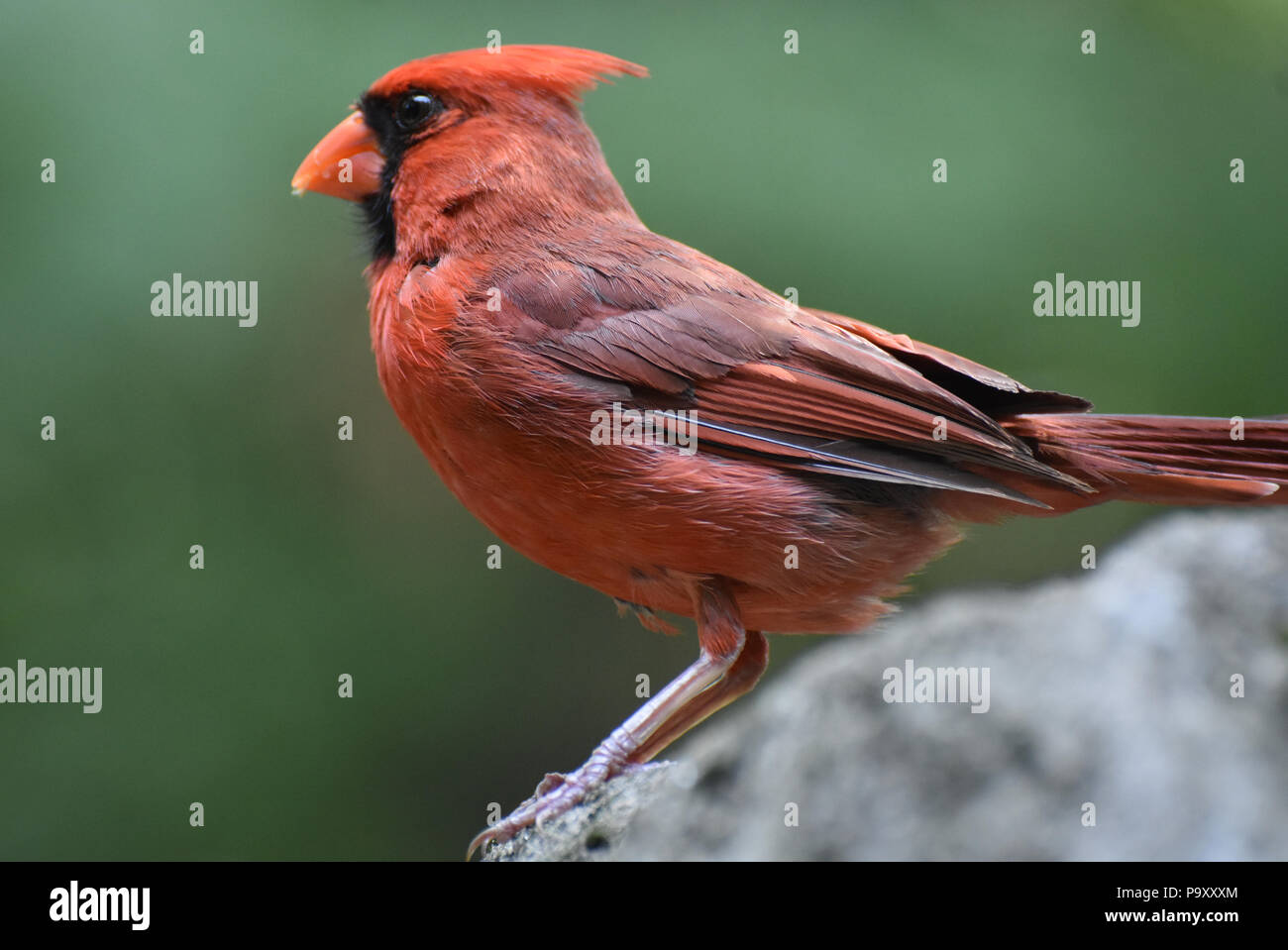 Nahaufnahme Blick an einem Kardinal Vogel steht auf einem Felsen. Stockfoto