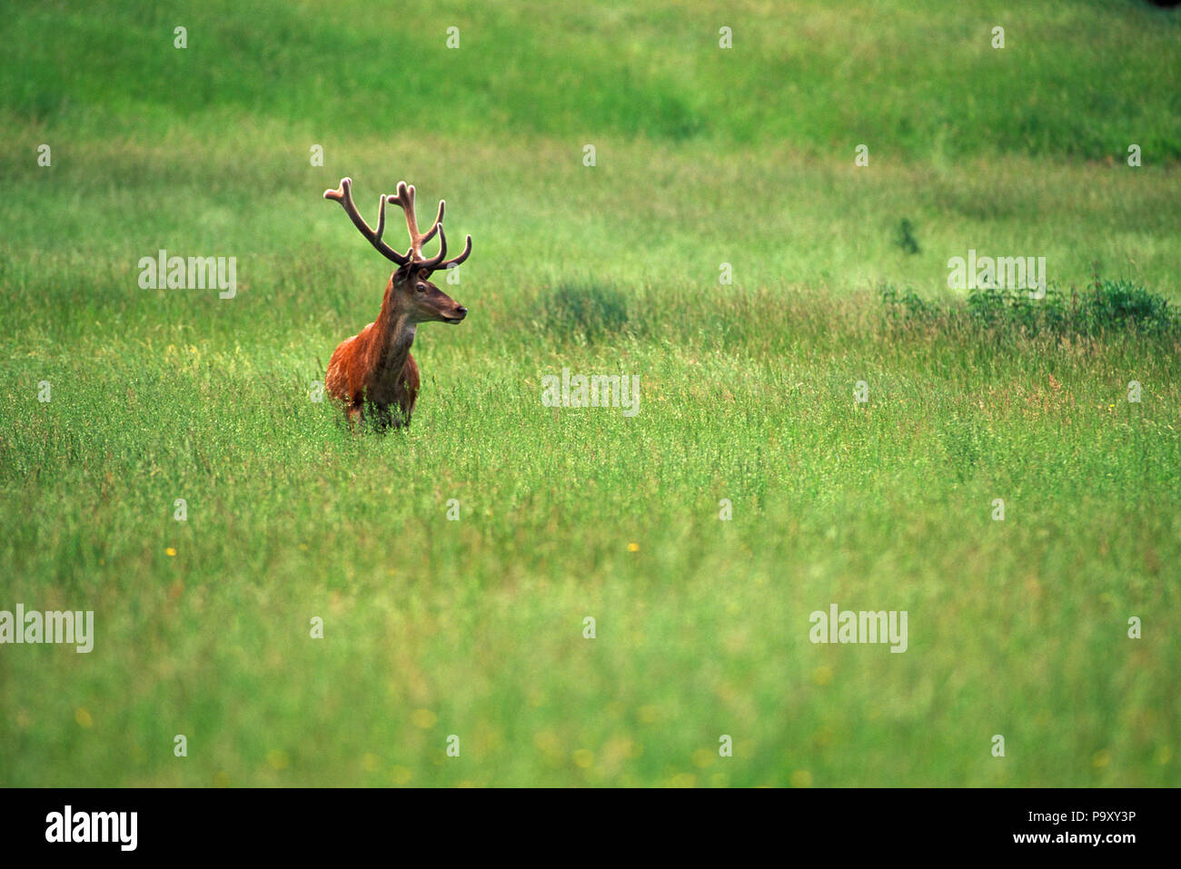 Red Deer. Cerf élaphe en Velours. Cervus elaphus. Stockfoto