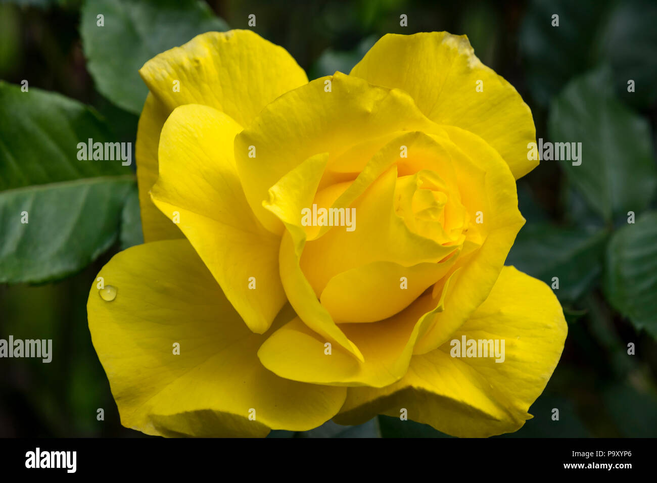 Gelbe Rose in voller Blüte Stockfoto