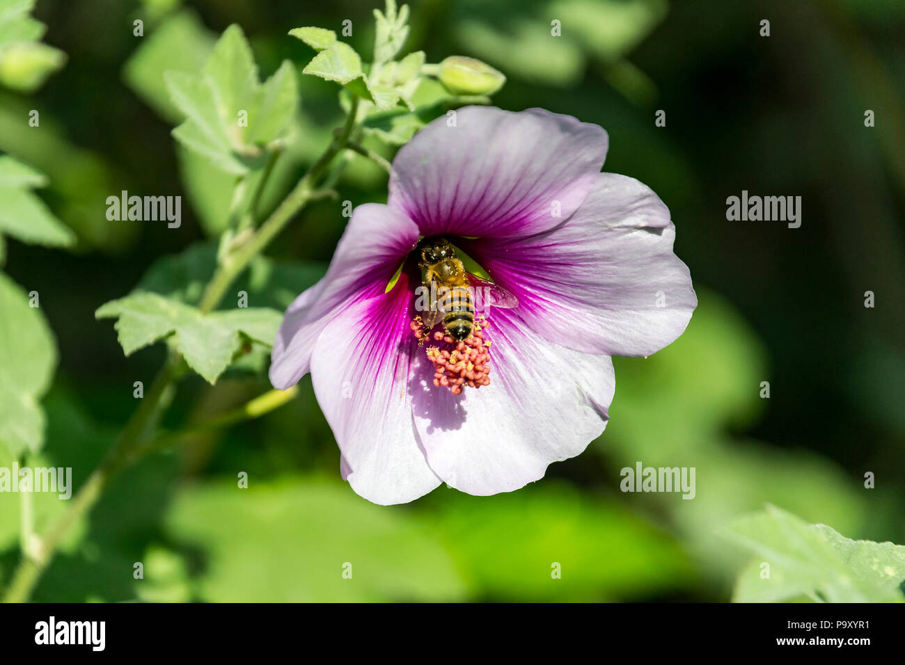 Biene Blütenstaub Ernten Stockfoto