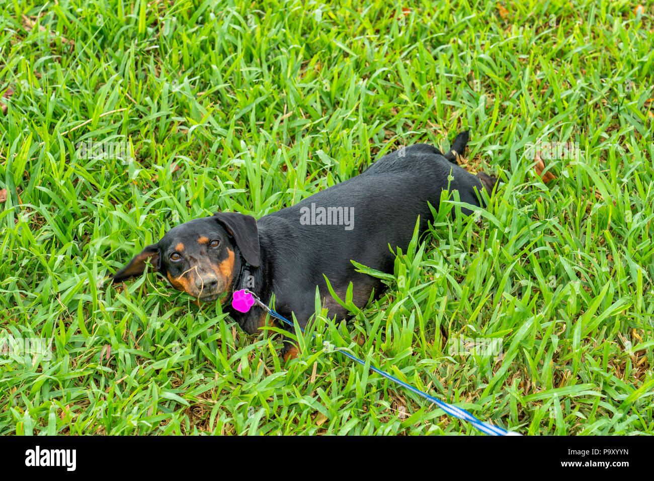 Singapur - 15. Juli 2018: Dackel spielen und Graben. Der Dackel ist eine kurzbeinige, lange-bodied, hound - Typ Hunderasse. Die Standardgröße dachsh Stockfoto