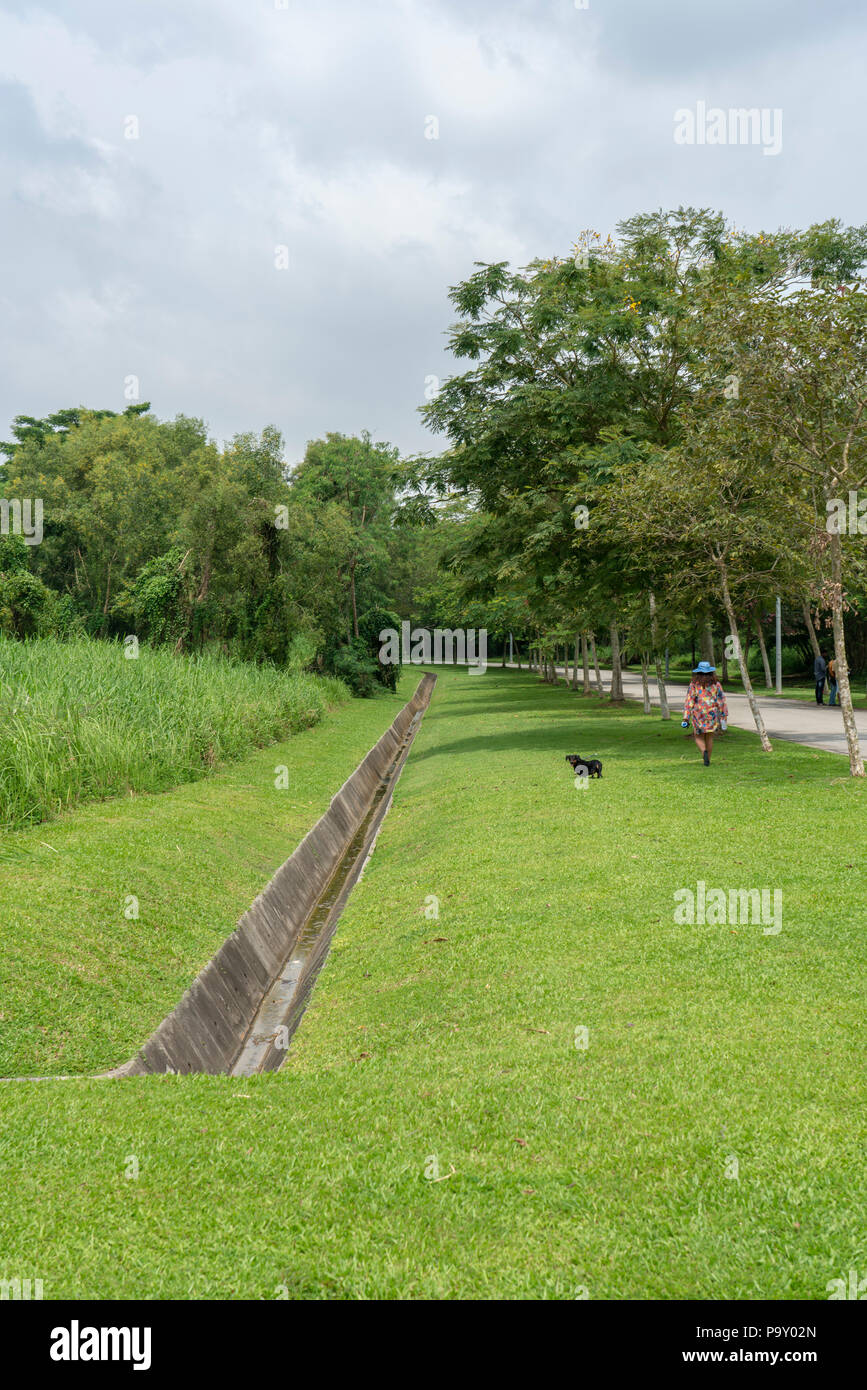 Singapur - 15. Juli 2018: Frau gehbarer ein Hund neben Sturm läuft in einem Park Stockfoto