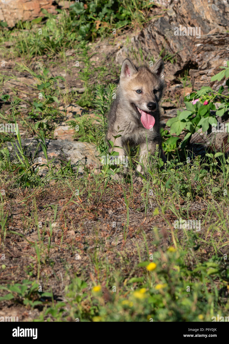 Happy Baby Wolf Stockfotografie Alamy Happy Baby Wolf Stockfotografie Alamy