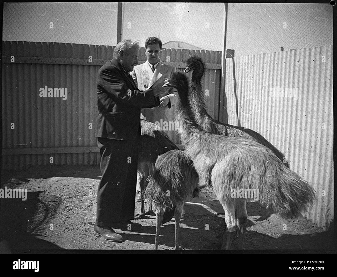 256 SLNSW 31863 Tiere in privaten Zoo Motorhaube registrieren erkennt dies als Ken Read Whyalla Stockfoto