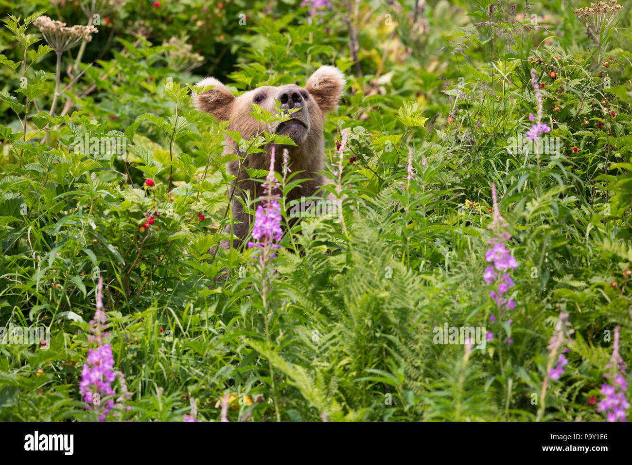 Alaskan Brown Bear, Katmai National Park Stockfoto