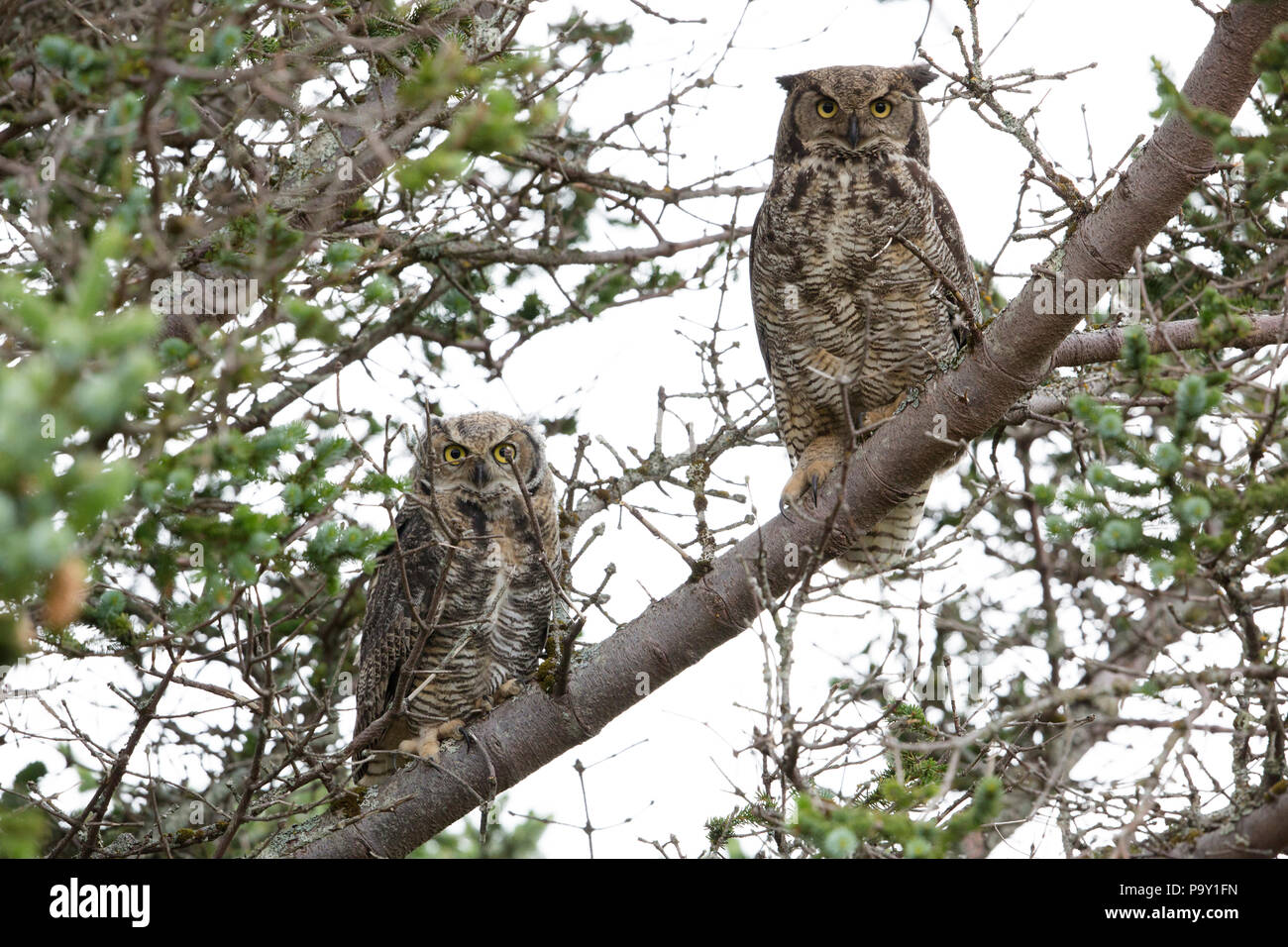 Great horned Owl (Bubo virginianus) Stockfoto
