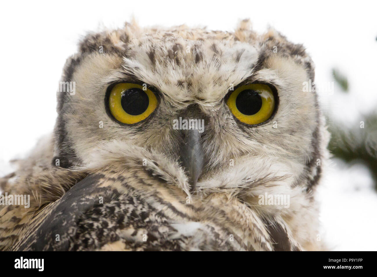 Close Up, great horned Owl (Bubo virginianus) Stockfoto