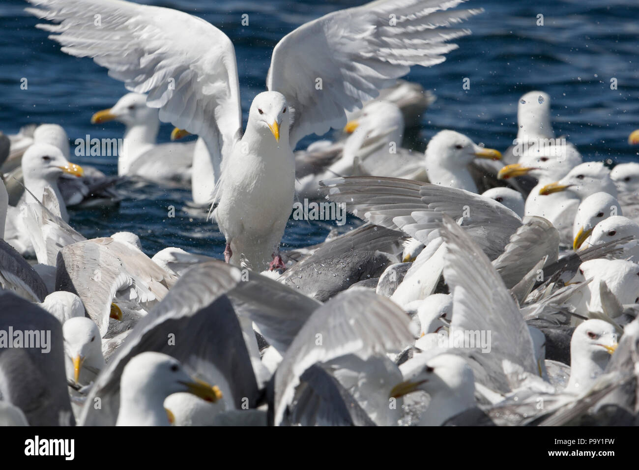 Bird Feeding Frenzy - chiswell Inseln, Alaska Stockfoto