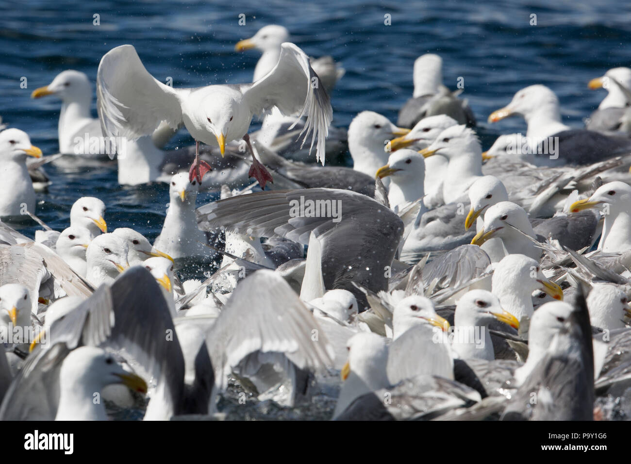Bird Feeding Frenzy - chiswell Inseln, Alaska Stockfoto