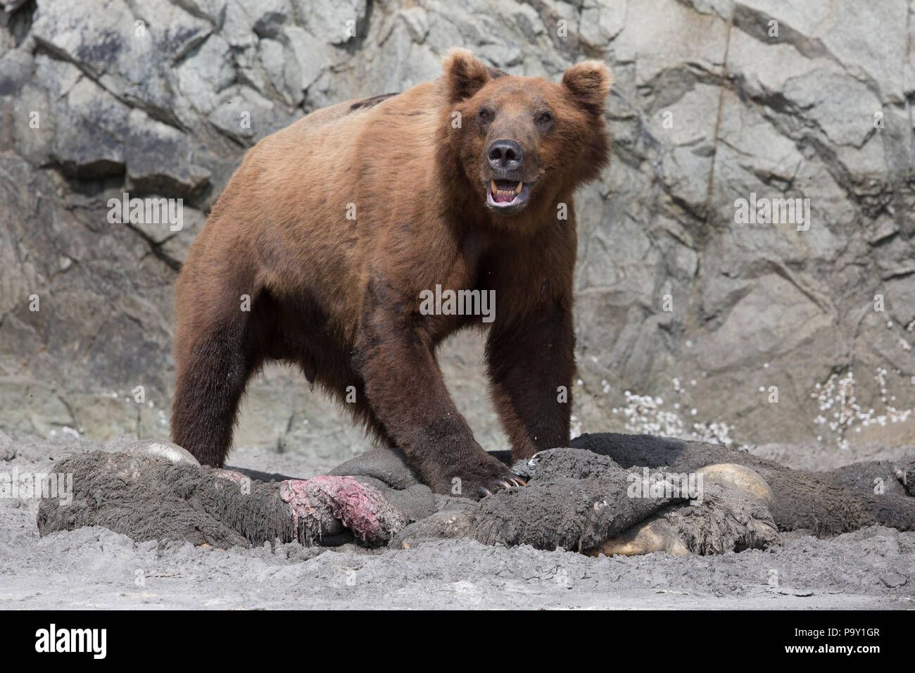 Brauner Bär Fütterung auf einem toten Braunbären an einem Strand im Katmai National Park Stockfoto