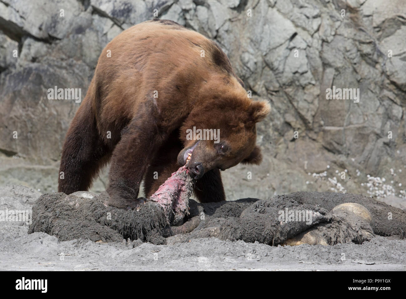 Brauner Bär Fütterung auf einem toten Braunbären an einem Strand im Katmai National Park Stockfoto