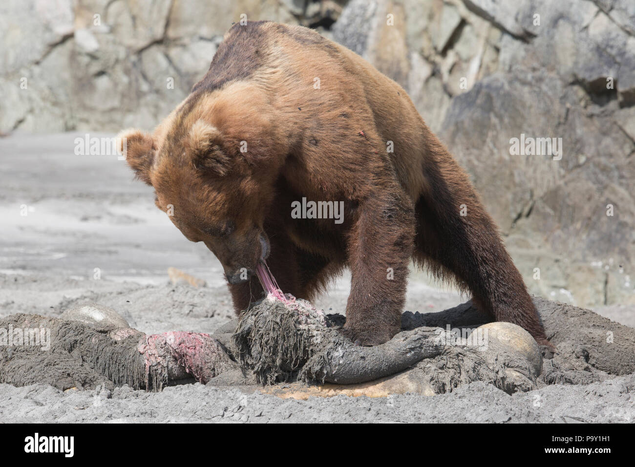Brauner Bär Fütterung auf einem toten Braunbären an einem Strand im Katmai National Park Stockfoto