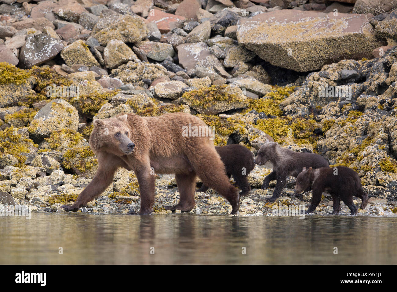 Mutter Braunbär mit drei Jungen am Ufer des Katmai National Park, Alaska Stockfoto