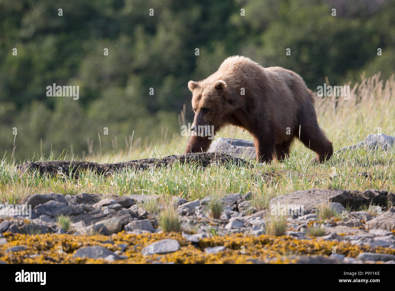Alaskan Brown Bear, Katmai National Park Stockfoto