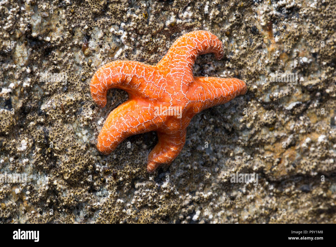 Orange Seestern Stockfoto