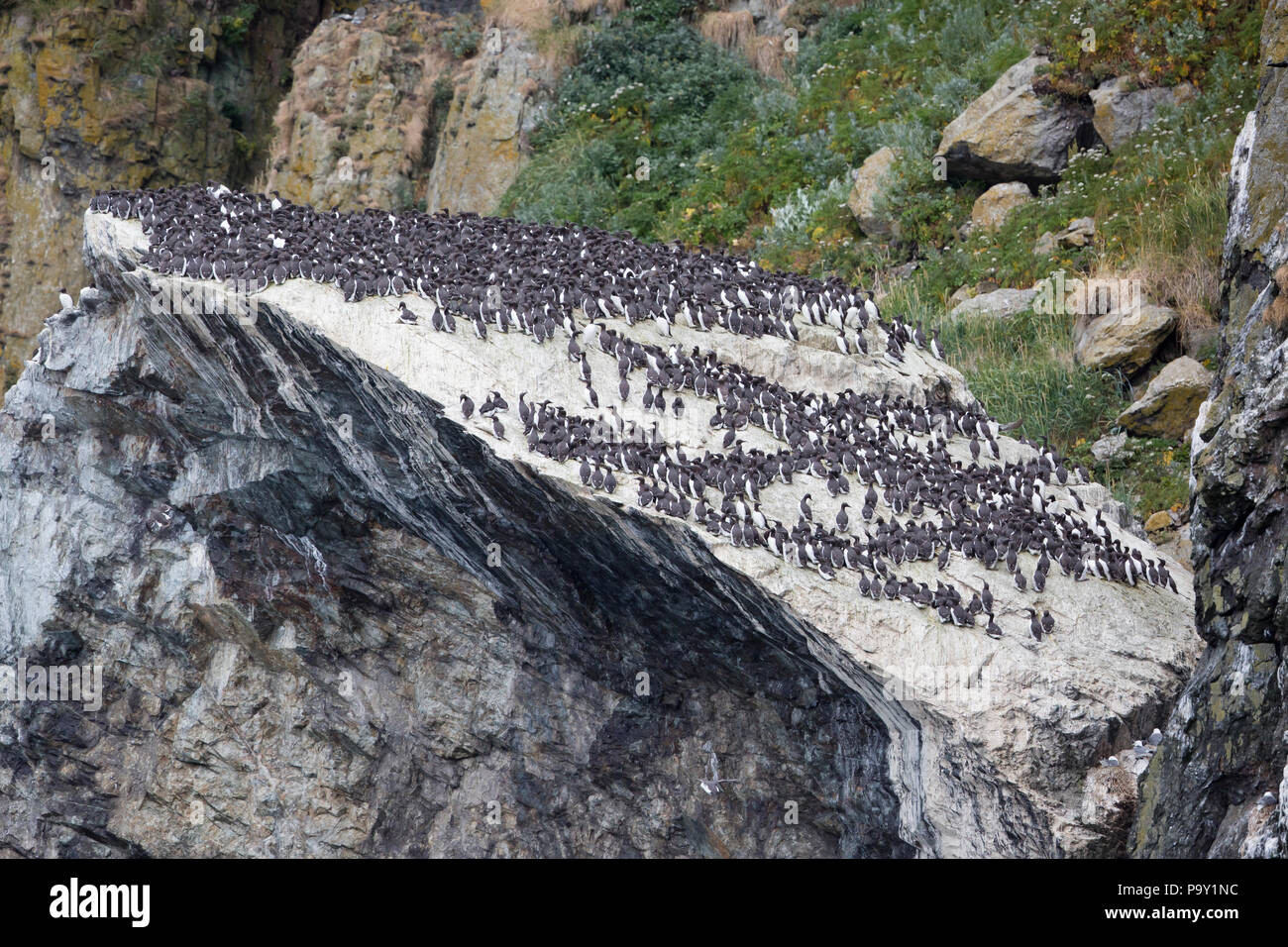 Hunderte von gemeinsamen Murres auf einem Felsen in der semidi Inseln, Alaska Stockfoto