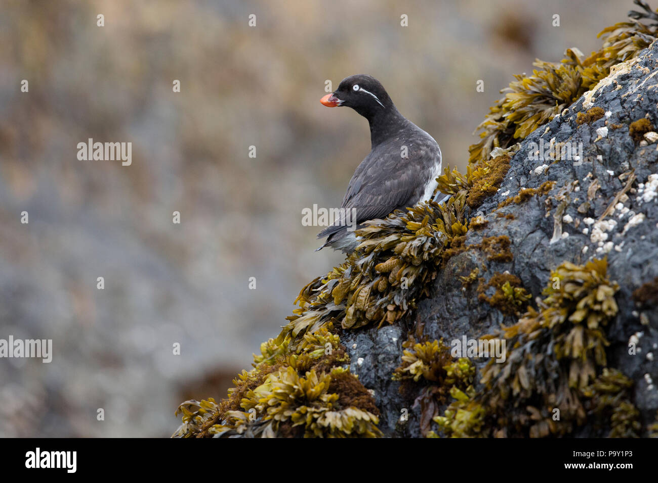 Mindestens Auklet (Aethia pusilla) auf einem Felsen, semidi Inseln, Alaska Stockfoto