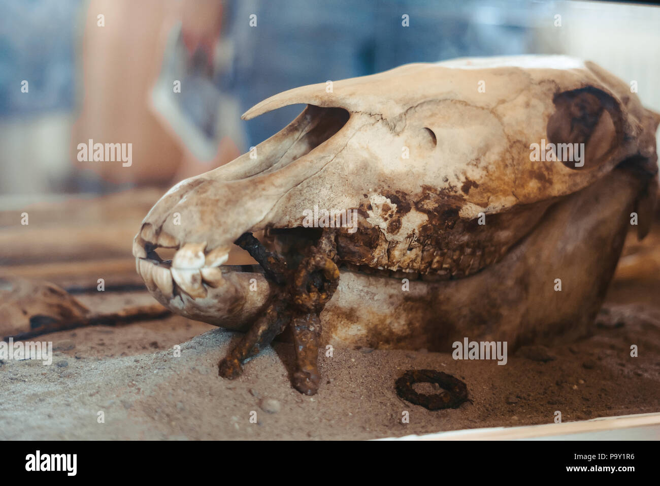 Archäologische Ausgrabungen und Funde der Knochen des Skeletts in der Beerdigung, details der alten Forschung, Hintergrund. Stockfoto