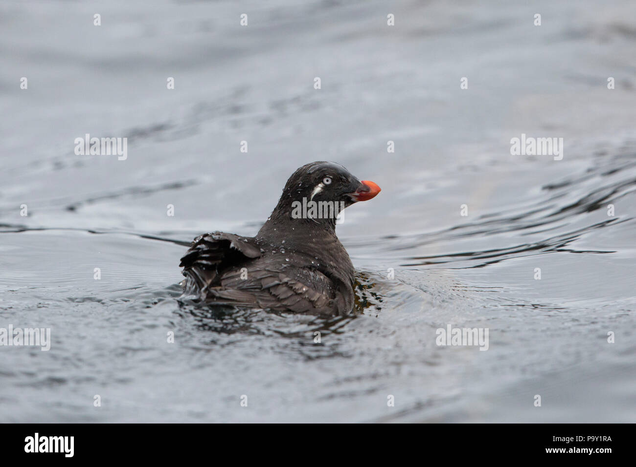 Mindestens Auklet (Aethia pusilla) auf der Oberfläche kommen, semidi Inseln, Alaska Stockfoto