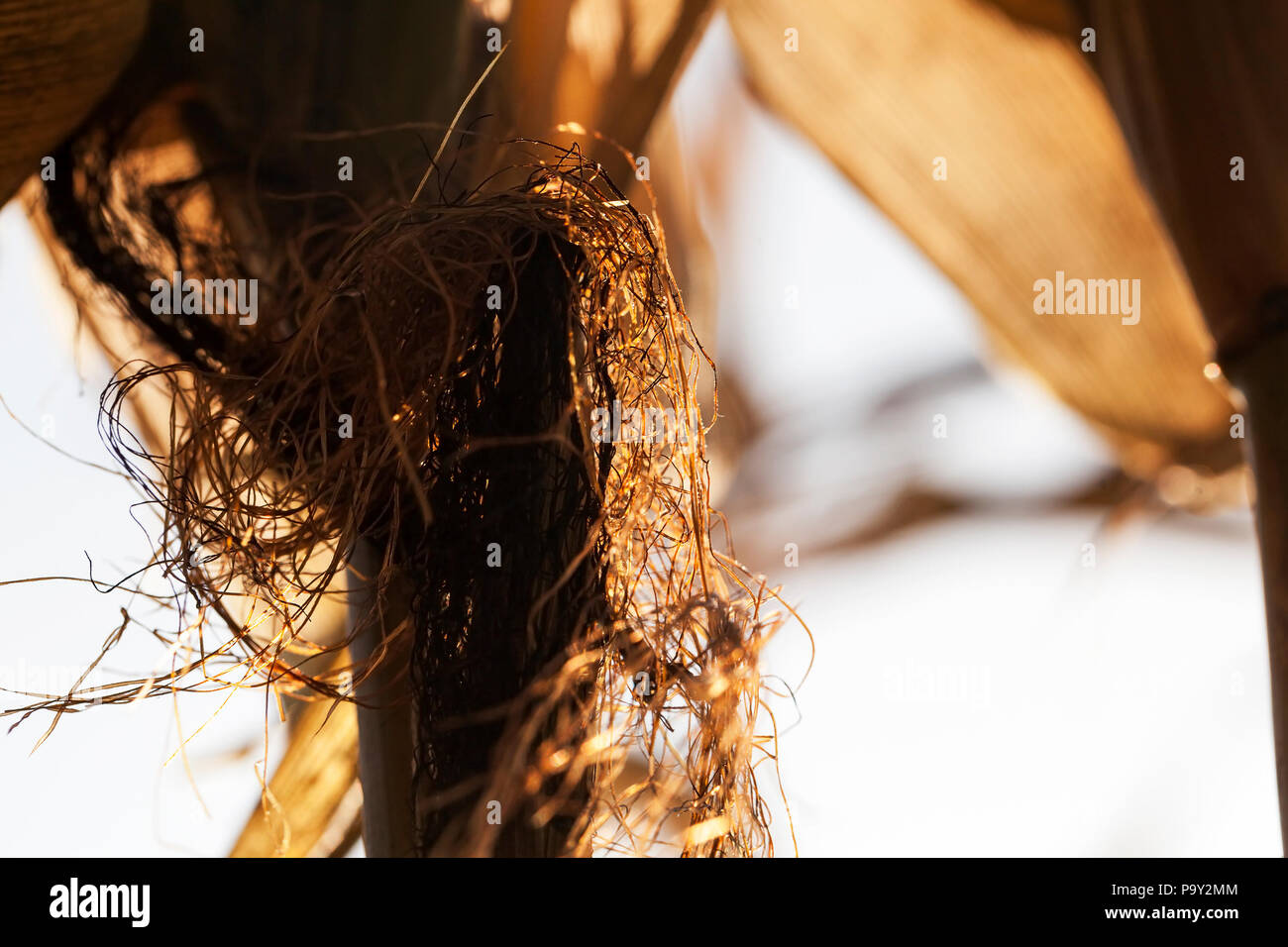 Cob von Mais mit gelben Haaren beleuchtet durch Sonnenlicht während der Sonnenschein, Nahaufnahme auf dem Feld im Herbst Stockfoto